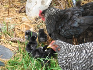 Our chickens are raised the natural way -- by their Moms.