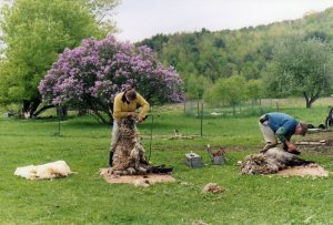 Shearing the sheep, May 2007