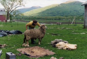 Liz Willis preparing to shear Ewedora