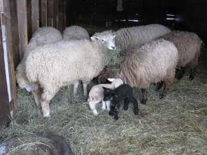 Two-day old lambs with Ewelysses at breakfast.